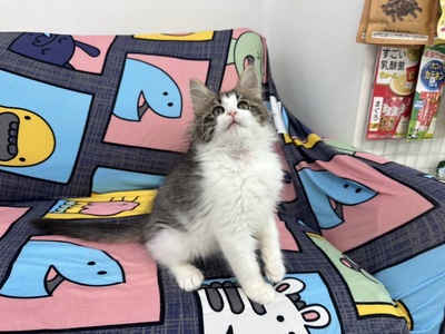 ノルウェージャン