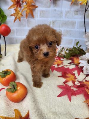 家族決まりました