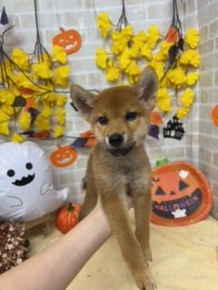 家族決まりました