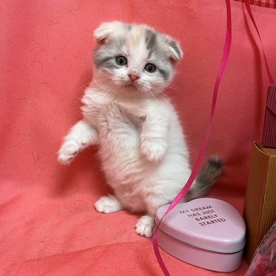 家族が決まりました