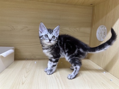 アメリカンショートヘアー ご家族決まりました。