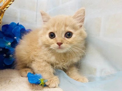 家族が決まりました