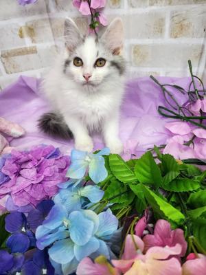 ノルウェージャン・フォレストキャット