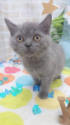 ブリティッシュショートヘアー