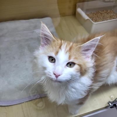 家族決まりました