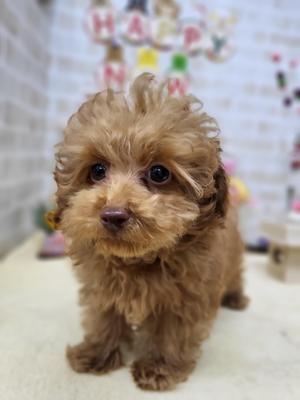 家族決まりました