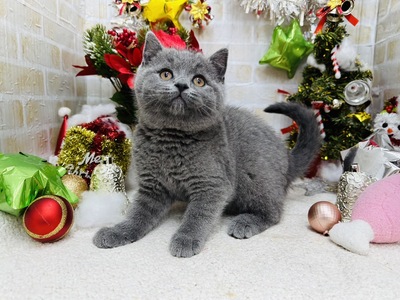 家族が決まりました