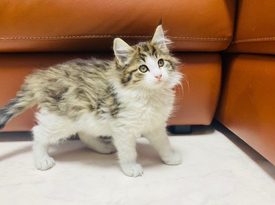 家族が決まりました。