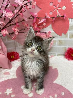 家族が決まりました