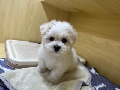 ご家族決まりました。ミックス（父：プードル　母：マルチーズ）