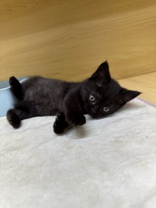 家族決まりました