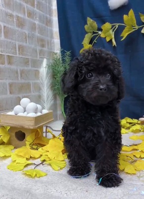 家族が決まりました