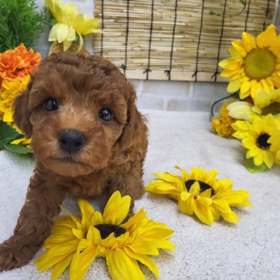 家族決まりました