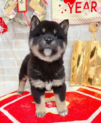 家族が決まりました。