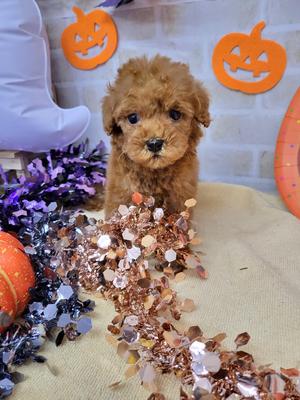 家族が決まりました