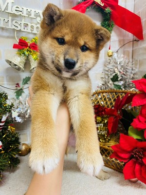 家族が決まりました！