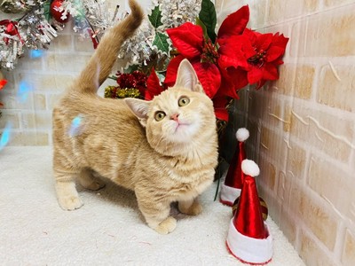 家族が決まりました。