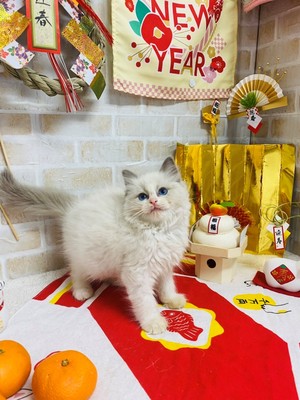 家族が決まりました。