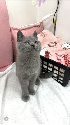 ブリティッシュショートヘアー