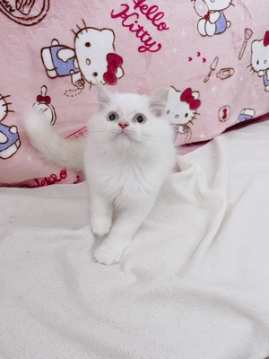 ミヌエットご家族決まりました。