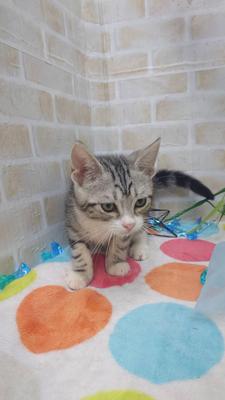 アメリカンショートヘアー