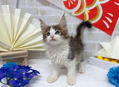 家族が決まりました