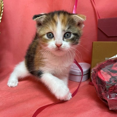 家族が決まりました