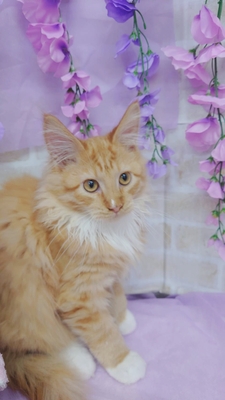 メインクーン　ご家族決まりました。