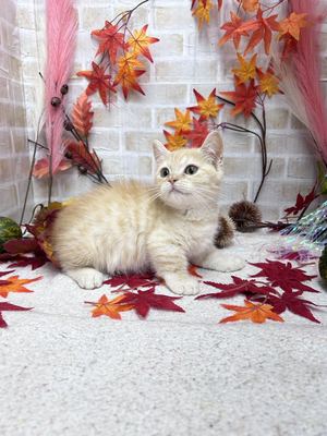 家族決りました!キンカロー