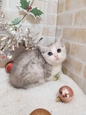 家族が決まりました。