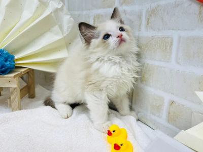 家族が決まりました