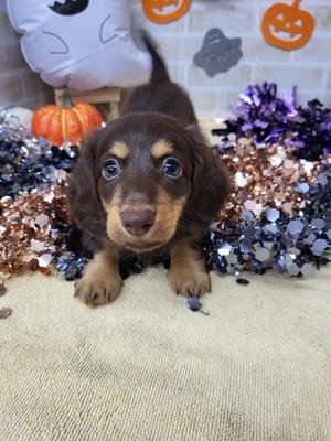 家族が決まりました