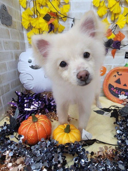 家族が決まりました