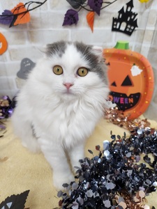 家族決まりました