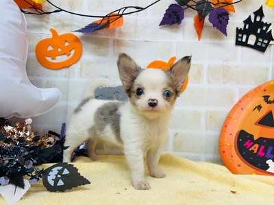 家族が決まりました