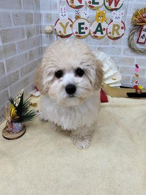 家族決まりました