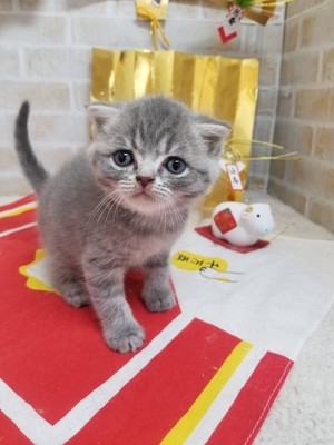 家族が決まりました。