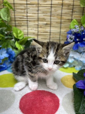 家族決まりました。ミヌエット