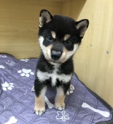 家族決まりました