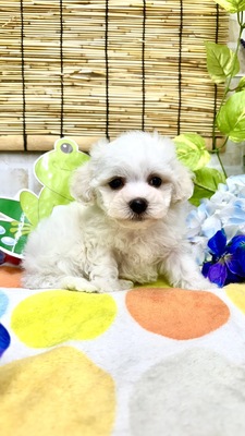 ビションフリーゼ