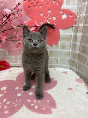 家族が決まりました