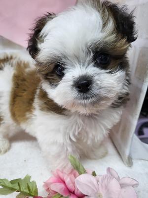 家族決まりました