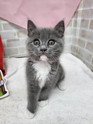 家族決まりました