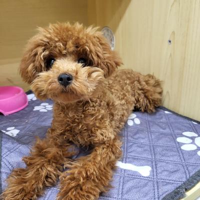 家族決まりました