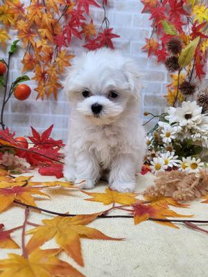 家族決まりました