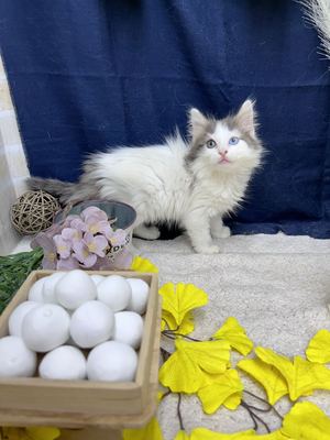 家族決りました!ノルウェージアンフォレストキャット