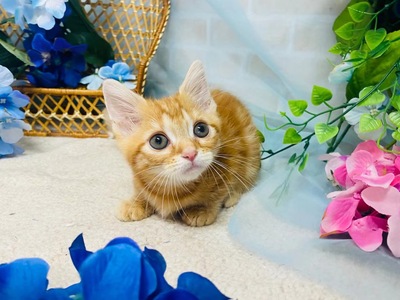 家族が決まりました