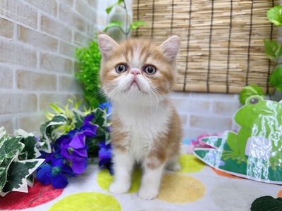 エキゾチックショートヘアー