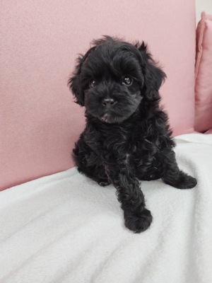 ご家族決まりました。ミックス（ポメラニアン×トイプードル）