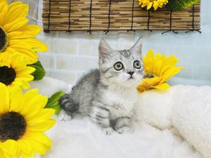 家族決まりました